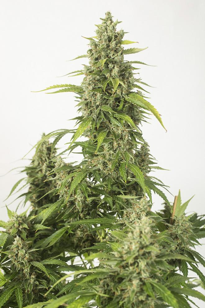 Haze XXL 3pk
